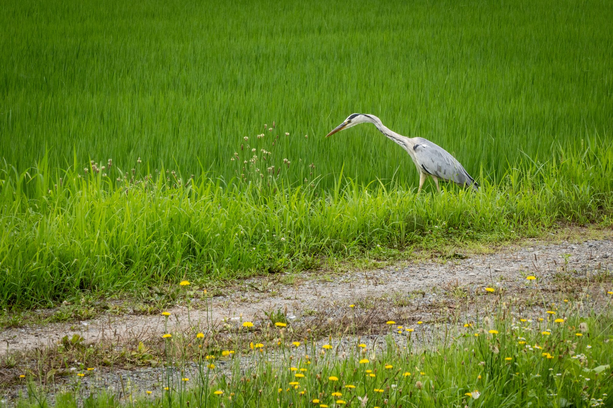 Heron